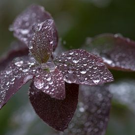 drops van Franc Wiedenhoff