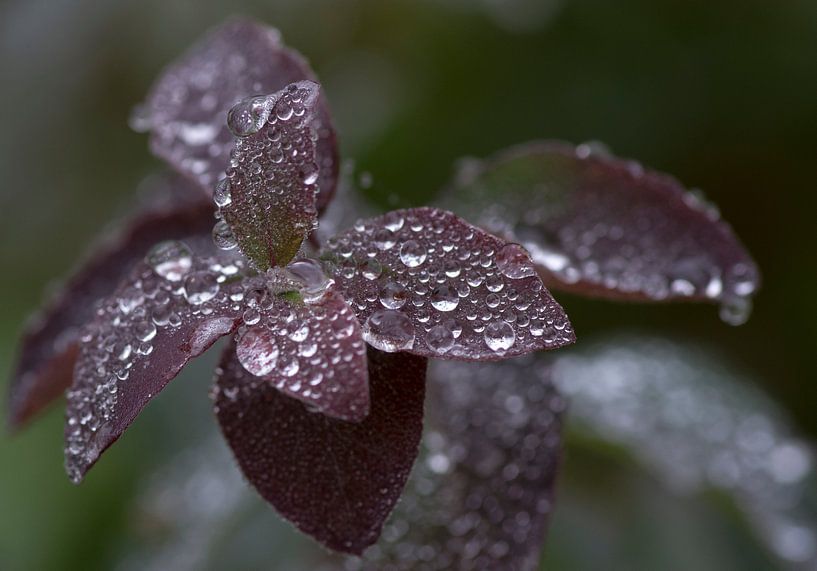 drops by Franc Wiedenhoff