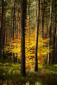 Beech tree in a pine tree forest by Sjoerd van der Wal Photography