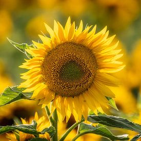 Tournesols 04 sur Ruud Peters