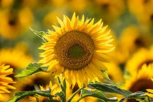 Sonnenblumen 04