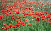 Champ de coquelicots par Ellen Driesse Aperçu