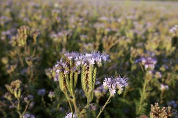 bijenvriend, tufted beauty, tansy phacelia, phacelia van Karina Gebert