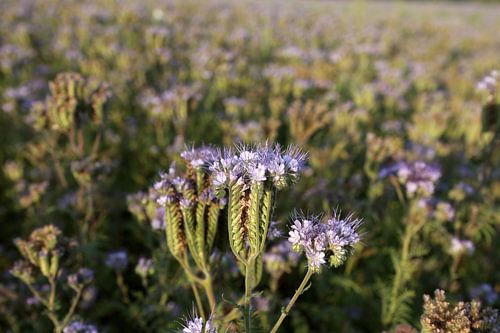 bijenvriend, tufted beauty, tansy phacelia, phacelia