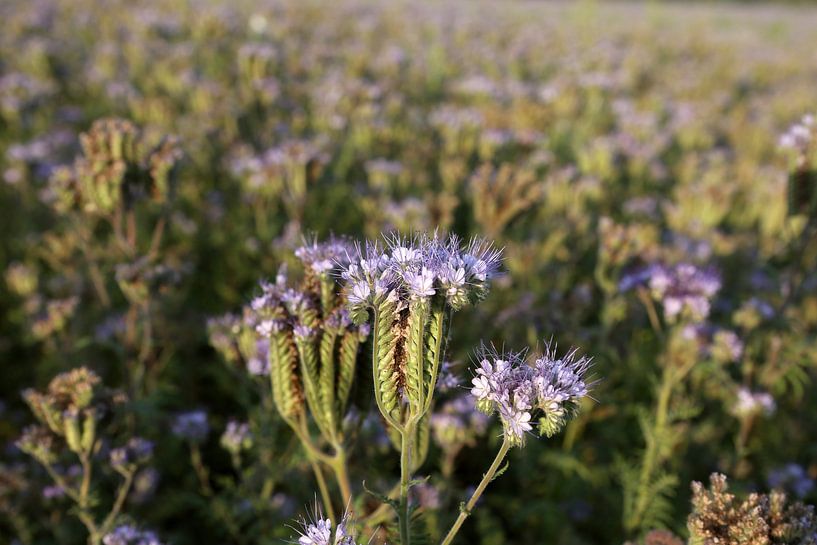 bijenvriend, tufted beauty, tansy phacelia, phacelia van Karina Gebert
