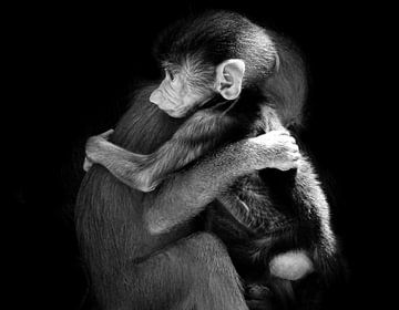 Liefdevolle knuffel aapjes van Liv Jongman