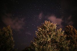 Cimes d'arbres avec un ciel étoilé clair en Forêt-Noire | Photographie de voyage colorée sur Trix Leeflang