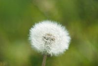 pluizige paardenbloem