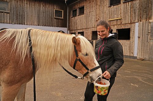Fotoshoot met lichtbruine Haflinger met beige manen