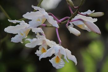 Orchideen in freier Wildbahn auf Bonaire.