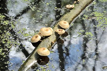 Het Broekerbos sur Willem van Leuveren Fotografie