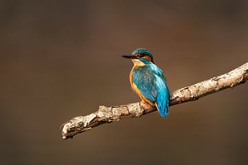 Kingfisher looks back on a branch by KB Design & Photography (Karen Brouwer)