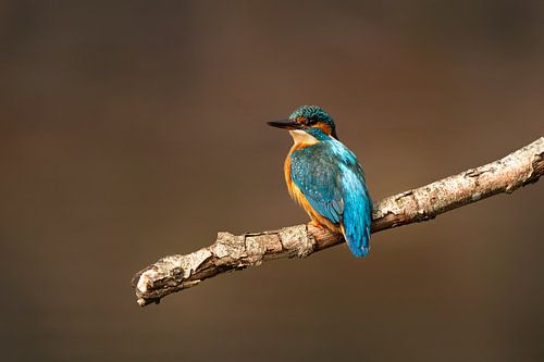 Kingfisher looks back on a branch