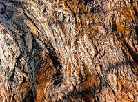 tree bark in close-up