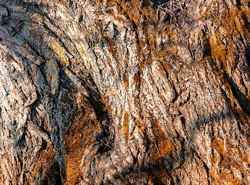 boomschors in close-up