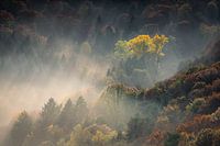 Glow in autumn