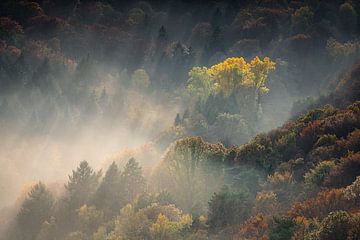 Leuchten im Herbst von Olaf Karwisch