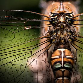 Dragonfly by Rob van der Wal