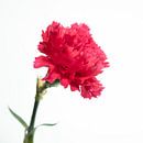 Roze bloem van Noud de Greef thumbnail