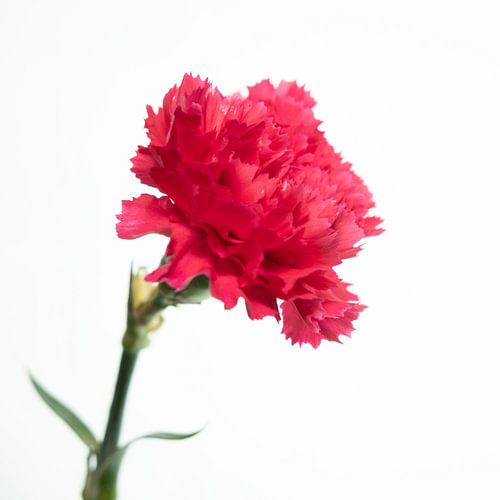 Roze bloem