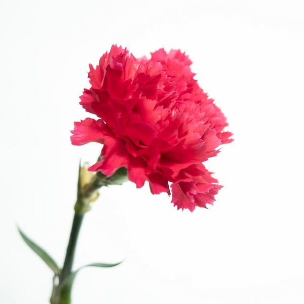 Roze bloem van Noud de Greef