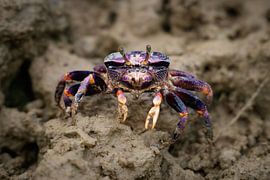 Krab aan de wandel. van Paul de Kok