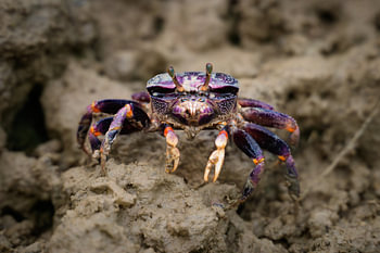Crabe en mouvement.