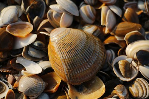Shells