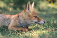 Jonge vos ligt in het gras van Jolanda Aalbers thumbnail