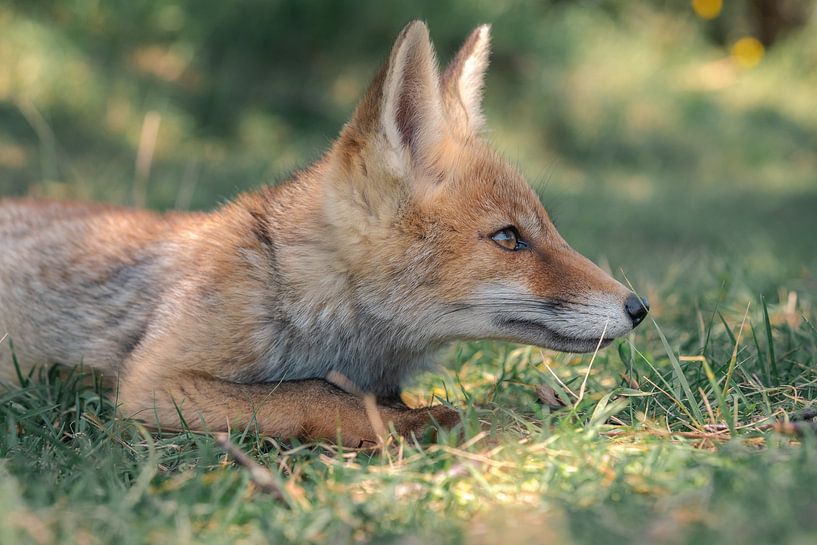 Jonge vos ligt in het gras van Jolanda Aalbers