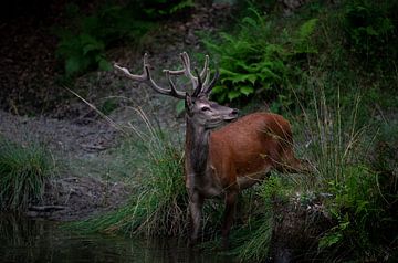 Red deer at waterhole by Peter Ponsteen