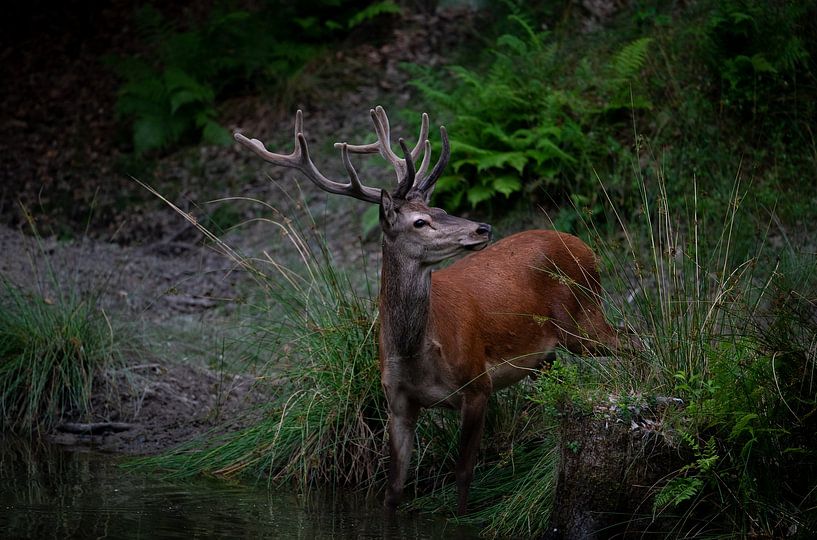 Cerf rouge au point d'eau par Peter Ponsteen