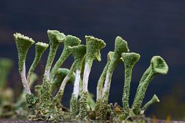 Cladonia
