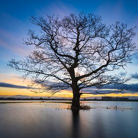 Uiterwaarden IJssel zonsopkomst van Rick Kloekke