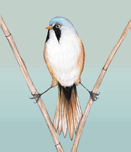 Baardmannetje potloodtekening