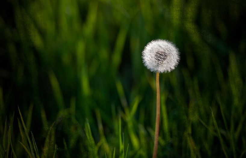 Paardenbloem met groene achtergrond....... van Wim Schuurmans