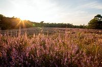Heide zonsondergang in Warnsborn Arnhem
