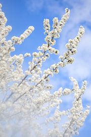 Kirschblütenzweige gegen den blauen Himmel von Diana Bodnarenco