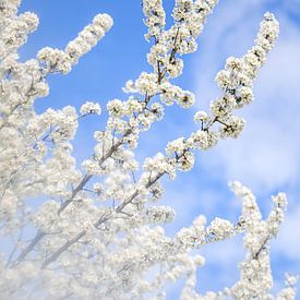 Kirschblütenzweige gegen den blauen Himmel von Diana Bodnarenco