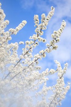 Kersenbloesemtakken tegen de blauwe lucht