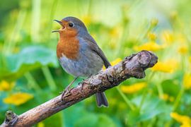 A robin on the Kalmthout heath by Merijn Loch