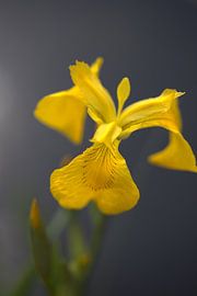 Lis II by Monique D. van de Wal