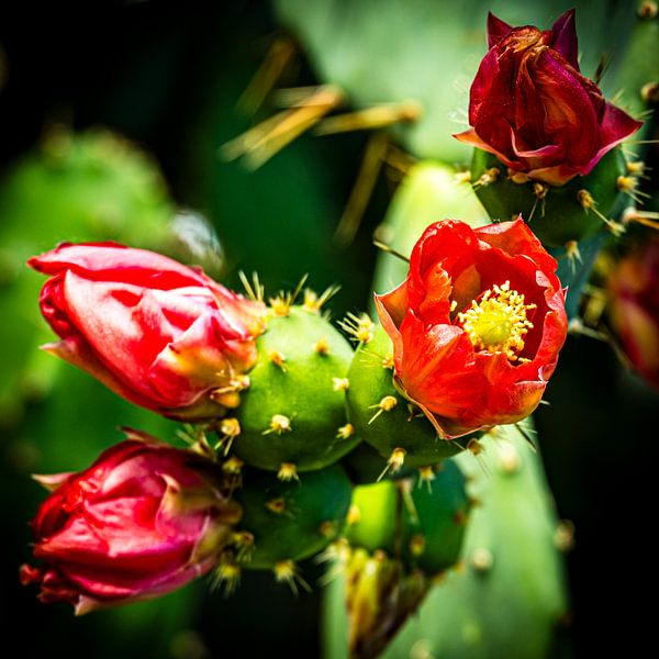Cactusvijg bloem van Dieter Walther