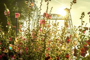 Stokrozen voor De Hef in Rotterdam