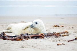 Baby Seal (Halichoerus grypus) relaxing on the beach by Eye on You