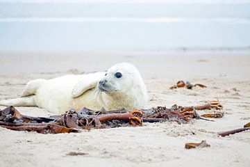 Bébé phoque (Halichoerus grypus) se relaxant sur la plage sur Eye on You