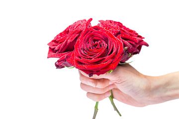 Hand met rode rozen met waterdruppels van Ben Schonewille