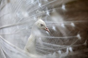 Weißer Pfau in seinem Hochzeitskleid von W J Kok