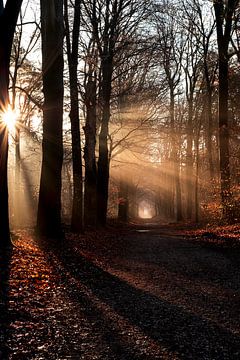 Autumn in the forest by Joost de Groot