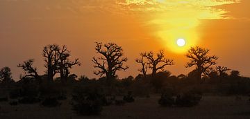 Baobabs au Sénégal sur fond de coucher de soleil. sur Hans Hut